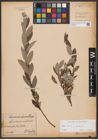 Foto von Salix aurita L. x Salix repens L.